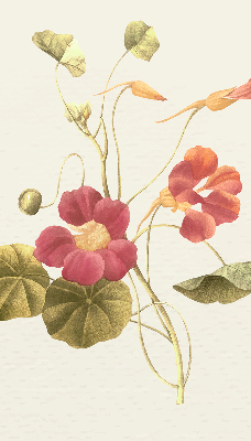 Binnenrolgordijn voor raam bloem