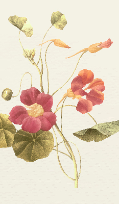 Binnenrolgordijn voor raam bloem