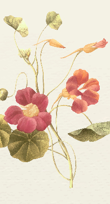 Binnenrolgordijn voor raam bloem