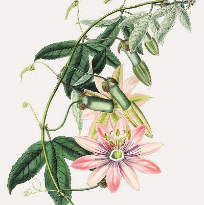 Rolgordijn voor raam met roze bloemen