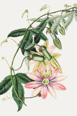 Rolgordijn voor raam met roze bloemen