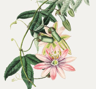 Rolgordijn voor raam met roze bloemen