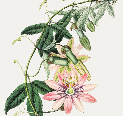 Rolgordijn voor raam met roze bloemen