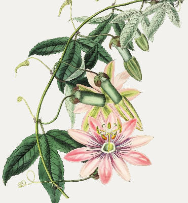 Rolgordijn voor raam met roze bloemen
