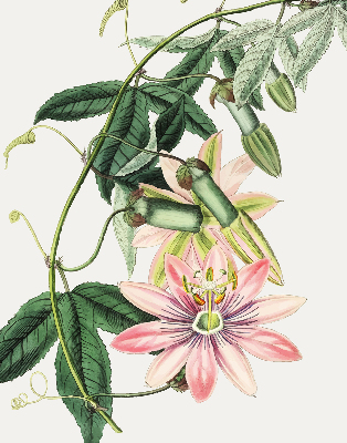 Rolgordijn voor raam met roze bloemen
