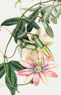 Rolgordijn voor raam met roze bloemen