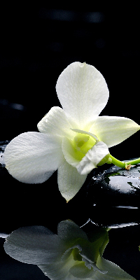 Verduisterend binnengordijn met orchideeën en elegante print