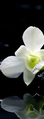 Verduisterend binnengordijn met orchideeën en elegante print
