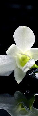 Verduisterend binnengordijn met orchideeën en elegante print