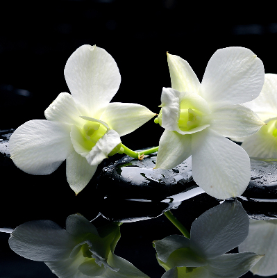 Verduisterend binnengordijn met orchideeën en elegante print