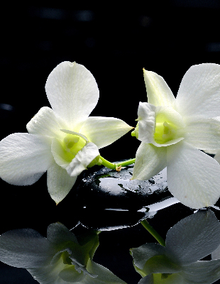 Verduisterend binnengordijn met orchideeën en elegante print