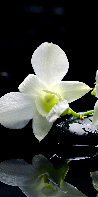 Verduisterend binnengordijn met orchideeën en elegante print