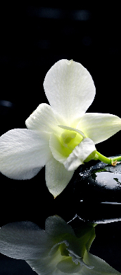 Verduisterend binnengordijn met orchideeën en elegante print