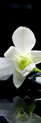 Verduisterend binnengordijn met orchideeën en elegante print