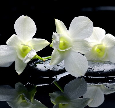 Verduisterend binnengordijn met orchideeën en elegante print