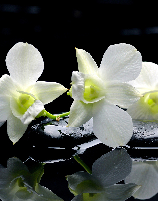 Verduisterend binnengordijn met orchideeën en elegante print