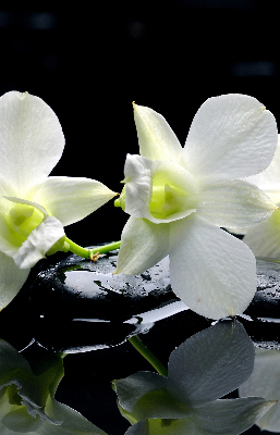 Verduisterend binnengordijn met orchideeën en elegante print