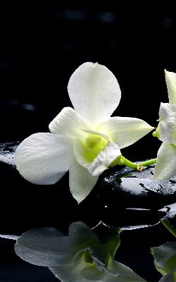 Verduisterend binnengordijn met orchideeën en elegante print