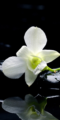 Verduisterend binnengordijn met orchideeën en elegante print