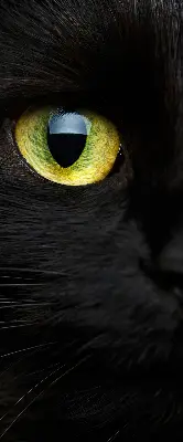 Binnenshuis verduisterend rolgordijn kattenogen