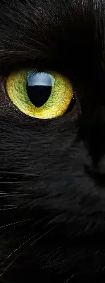 Binnenshuis verduisterend rolgordijn kattenogen