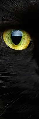 Binnenshuis verduisterend rolgordijn kattenogen