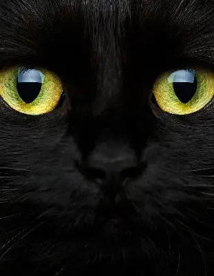 Binnenshuis verduisterend rolgordijn kattenogen