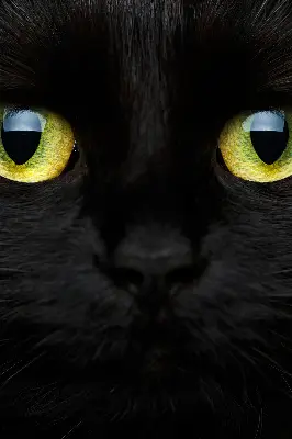 Binnenshuis verduisterend rolgordijn kattenogen