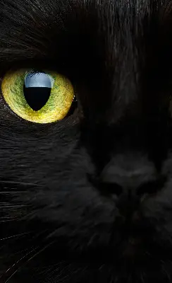 Binnenshuis verduisterend rolgordijn kattenogen