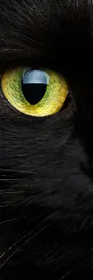 Binnenshuis verduisterend rolgordijn kattenogen