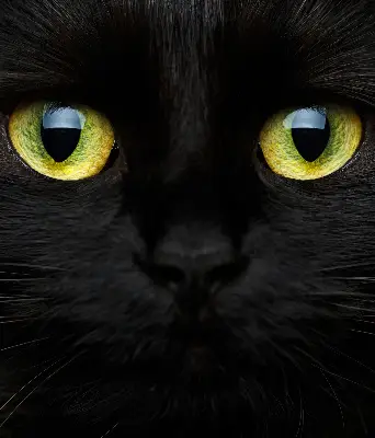 Binnenshuis verduisterend rolgordijn kattenogen