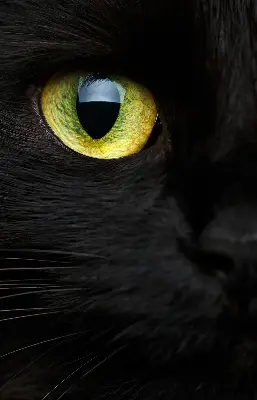 Binnenshuis verduisterend rolgordijn kattenogen