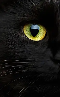 Binnenshuis verduisterend rolgordijn kattenogen
