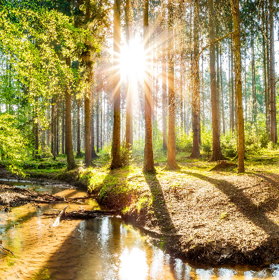 Binnenshuis verduisterend rolgordijn de zon schijnt door de bomen.