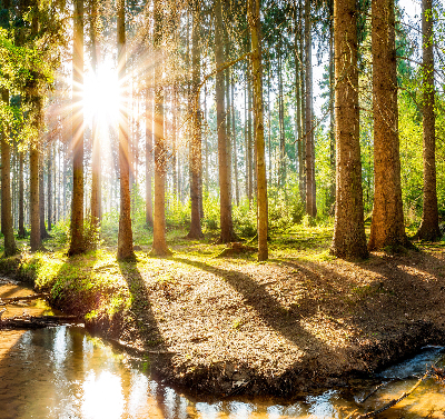 Binnenshuis verduisterend rolgordijn de zon schijnt door de bomen.