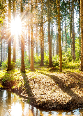 Binnenshuis verduisterend rolgordijn de zon schijnt door de bomen.