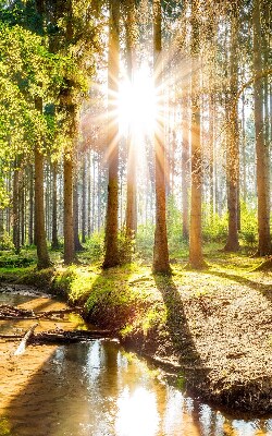 Binnenshuis verduisterend rolgordijn de zon schijnt door de bomen.