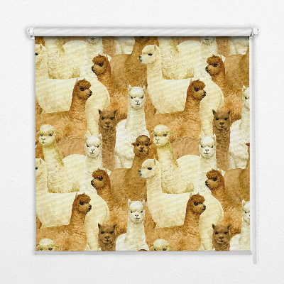 Binnenshuis verduisterend rolgordijn een kudde alpaca's