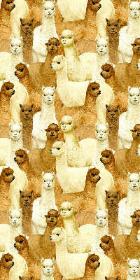 Binnenshuis verduisterend rolgordijn een kudde alpaca's
