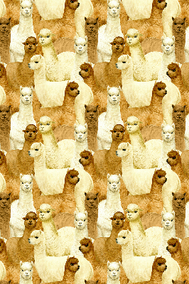 Binnenshuis verduisterend rolgordijn een kudde alpaca's