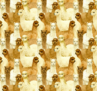 Binnenshuis verduisterend rolgordijn een kudde alpaca's