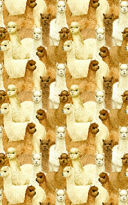 Binnenshuis verduisterend rolgordijn een kudde alpaca's