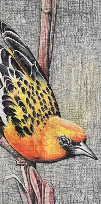 Verduisterend raamrolgordijn voor binnen met een vogel op een tak