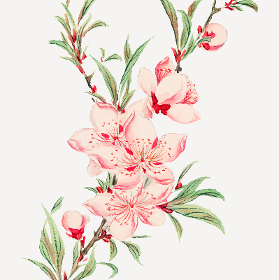 Binnenshuis verduisterend rolgordijn in roze met bloemmotief