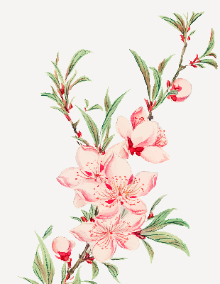 Binnenshuis verduisterend rolgordijn in roze met bloemmotief