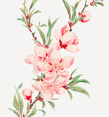 Binnenshuis verduisterend rolgordijn in roze met bloemmotief
