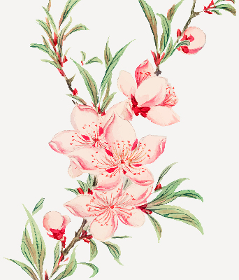 Binnenshuis verduisterend rolgordijn in roze met bloemmotief