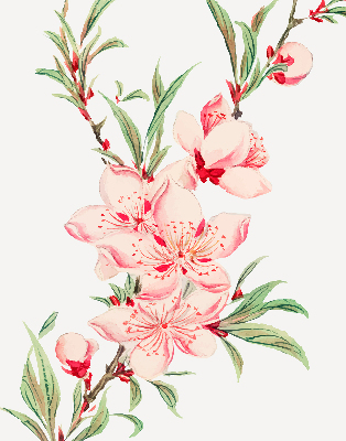 Binnenshuis verduisterend rolgordijn in roze met bloemmotief