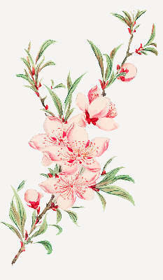 Binnenshuis verduisterend rolgordijn in roze met bloemmotief
