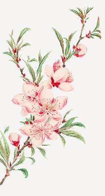 Binnenshuis verduisterend rolgordijn in roze met bloemmotief